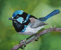 Blue Wren