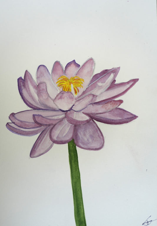 Lotus Flower