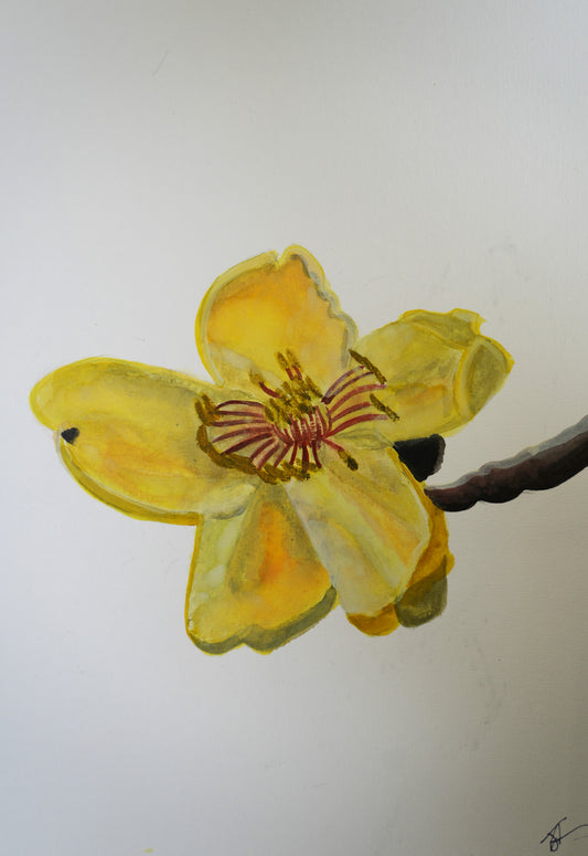 Magnolia
