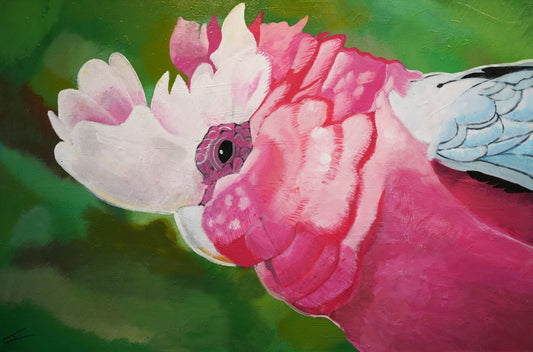 Pink Galah