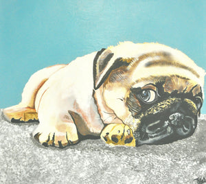 Percy the Pug