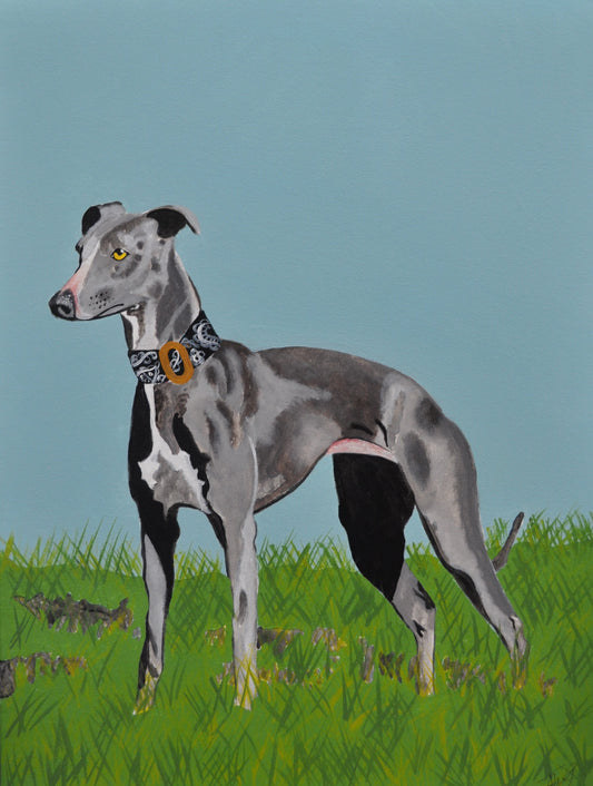 Whippet